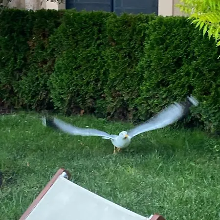 Aphrodite Gardens D208, Słoneczny Brzeg