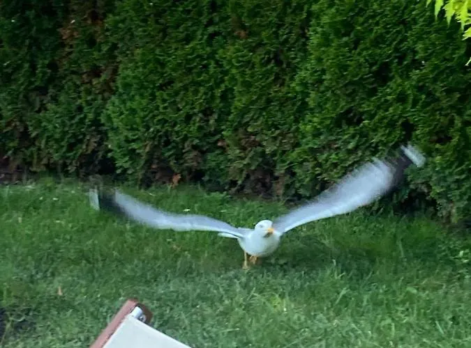 Aphrodite Gardens D208, Слънчев бряг